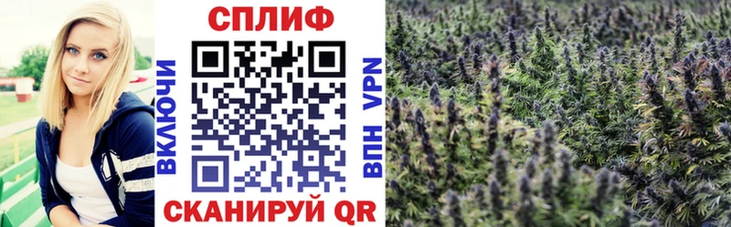Каннабис планчик Невель